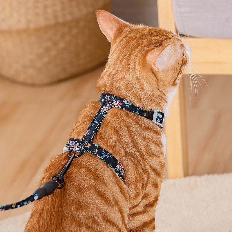 外出专用猫咪牵引绳溜猫胸背带遛猫链防挣脱可调节兔子绳子拴猫绳