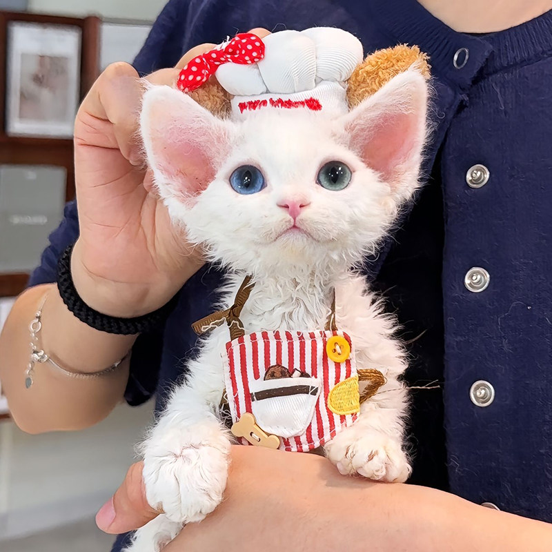 猫咪帽子厨师帽套装甜美可爱宠物配饰拍照围脖围兜小型犬围巾变装