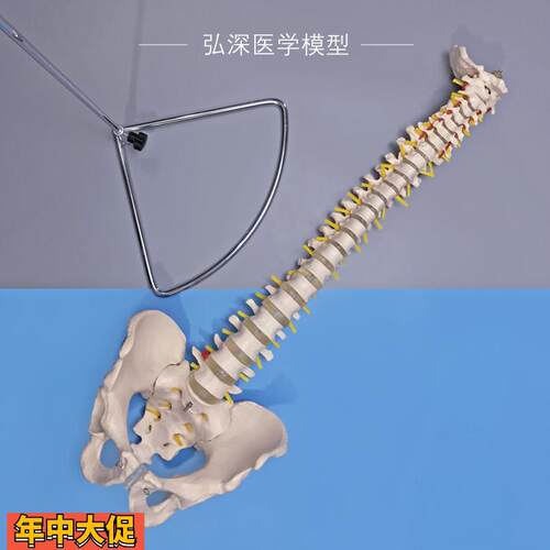 人体脊柱模型脊椎带尾骨盆颈胸腰椎间盘一比一可弯曲中医正骨教学