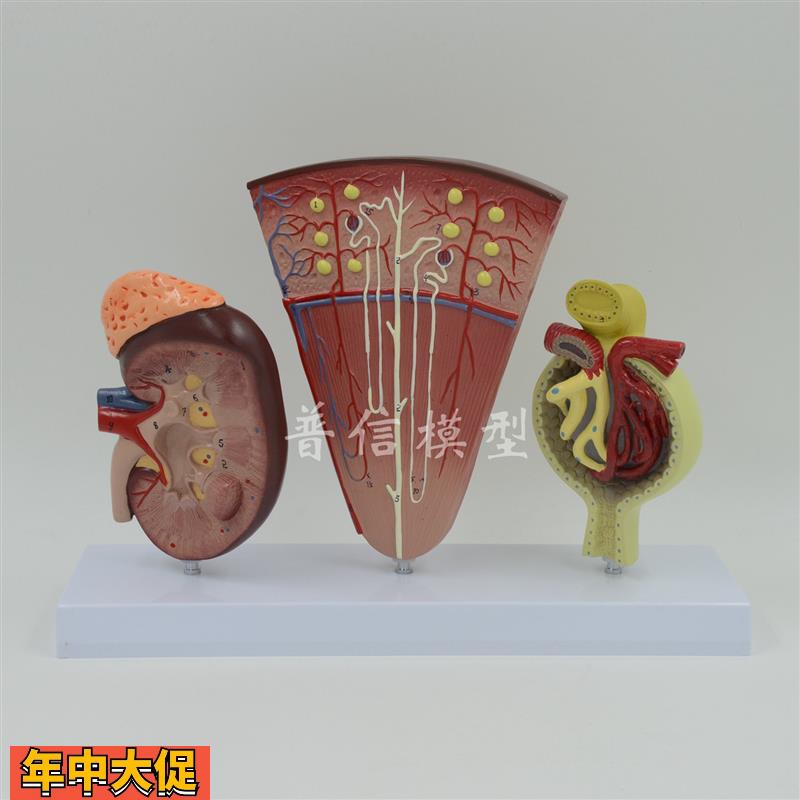 普信医用肾单位肾小球放大肾脏解剖人体肾模型泌尿系统内分泌