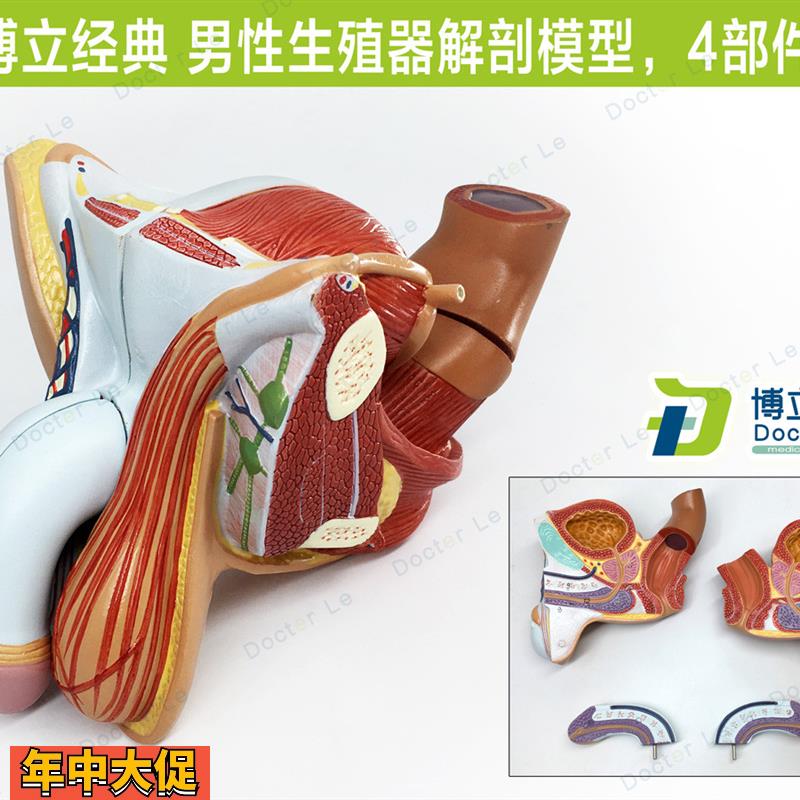 男性内外生殖器泌尿模型男科模型睾丸解剖模型计生健康展示医教