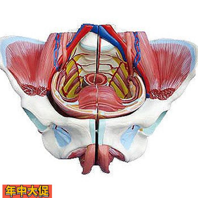高级女性骨盆附生殖器与血管神经模型人体解剖医学标本