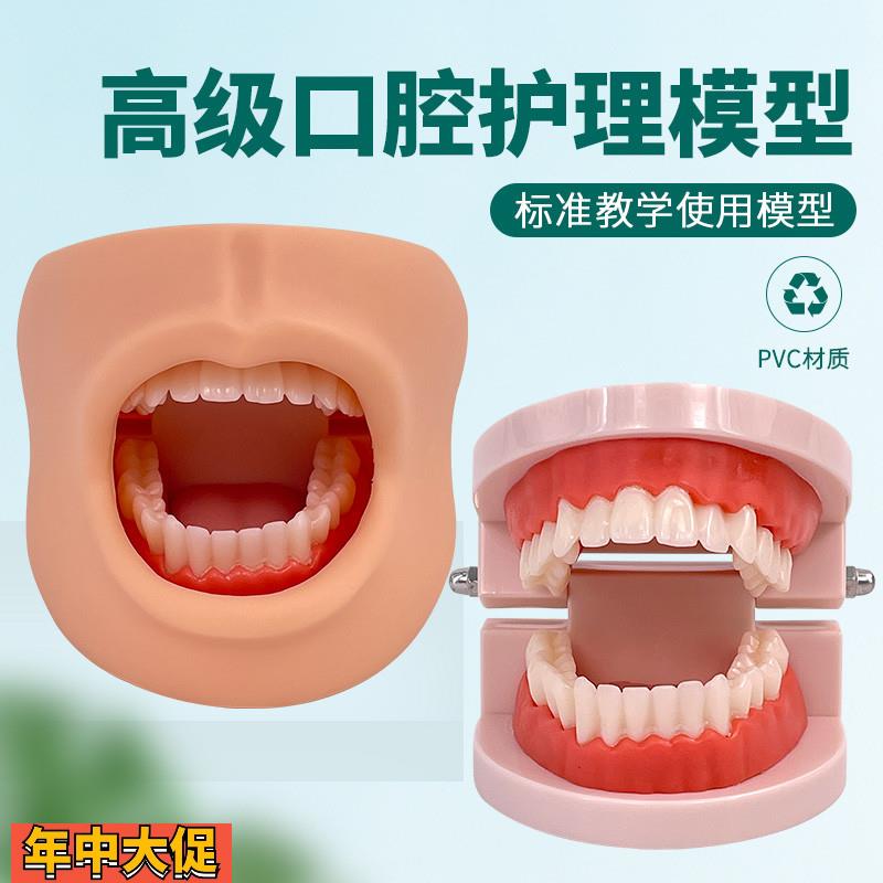高级口腔清洁模型(带脸颊)口腔清洁模型保健模型口腔牙护理