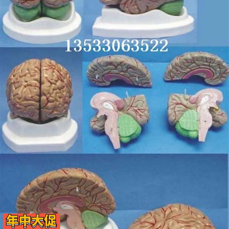 成人脑解剖结构模型器官医用教学讲解人体标本模型