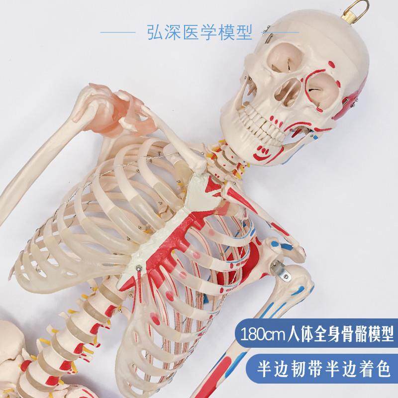 180人体全身骨骼模型大骨架骷髅韧带肌肉起止点着色医学教学模具,玩具/童车/益智/积木/模型,其他模型玩具,淘宝优惠券,粉丝福利购,淘宝优惠卷