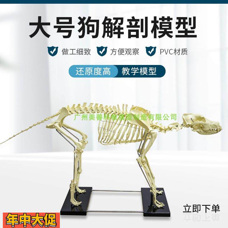 大号狗骨模型骨标本狗解剖狗骨架犬骨犬骨架动物骨骼模型
