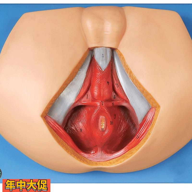 男性会阴模型/解剖模型A15112/会阴切开模型/剖面解剖模型