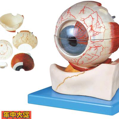 眼球构造放大模型A17103解剖模型