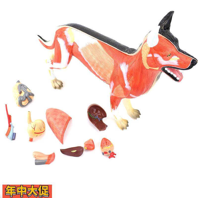 ENOVO颐诺狗解剖模型犬器官组织肌肉脏器标本畜牧兽医动物解剖,文具电教/文化用品/商务用品,教学仪器/实验器材,淘宝优惠券,粉丝福利购,淘宝优惠卷