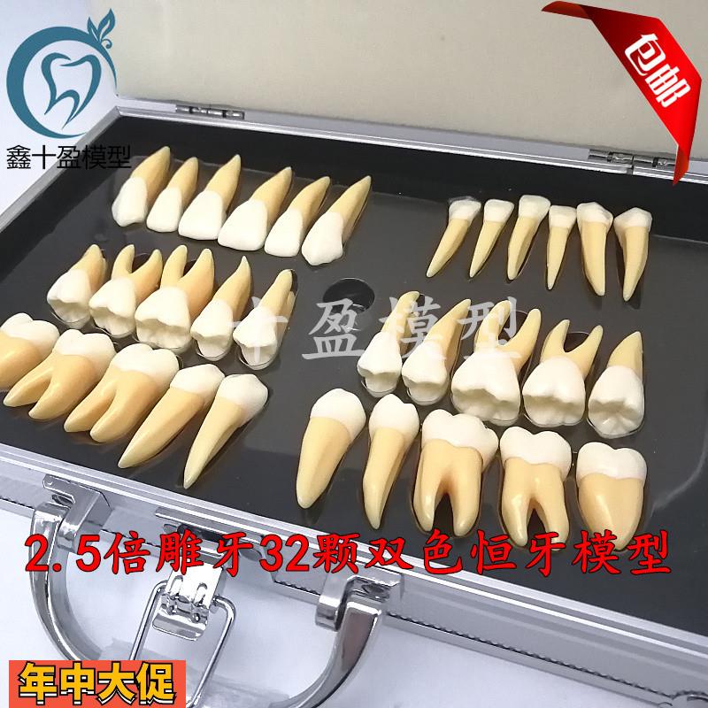 牙科口腔教学2.5倍双色恒牙立体离体模型医患沟通32颗雕牙M7026
