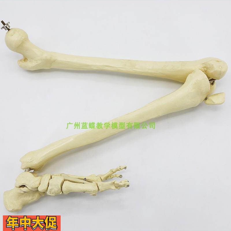 仿真人体下肢骨骨骼模型脚关节膝关节尺骨桡骨大腿骨手臂骨头