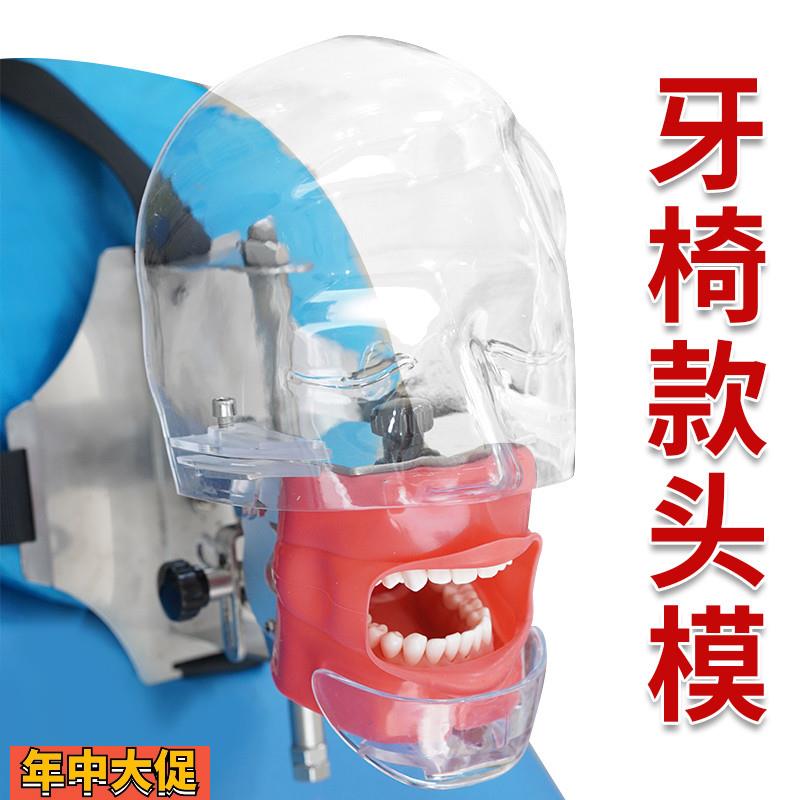 口腔头模仿真头颅牙科材料备牙模型简易练习牙模离体牙根管树脂牙