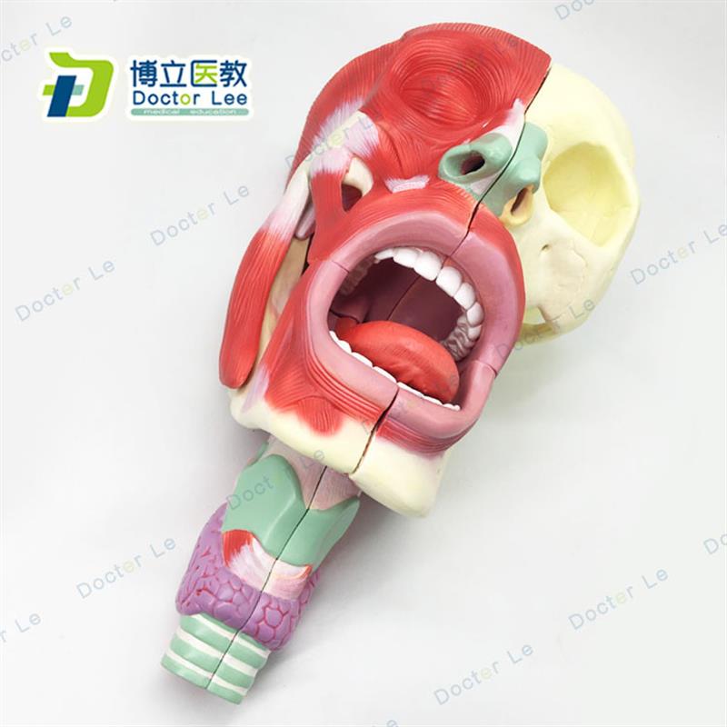 医用鼻口咽喉腔模型头面部肌肉解剖模型鼻腔口腔模型咽喉
