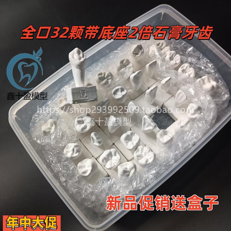 牙科口腔石膏牙全口32颗2倍带底座石膏牙模型教学练习雕刻石膏牙