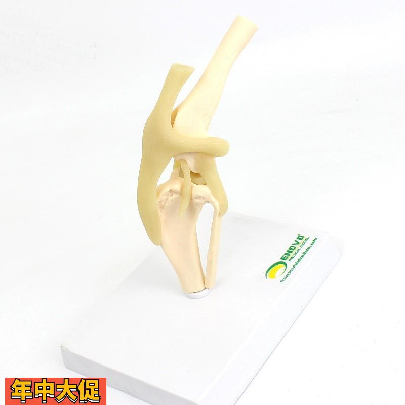 颐诺ENOVO狗犬膝关节模型犬关节韧带骨头动物骨骼标本