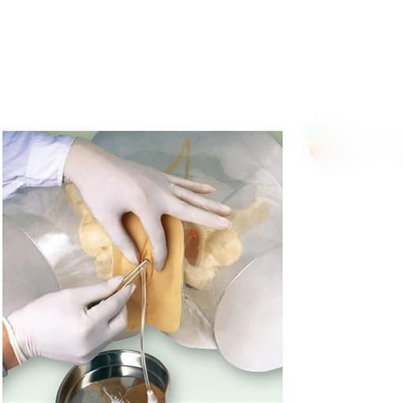 透明女性导尿模型导尿器官模具