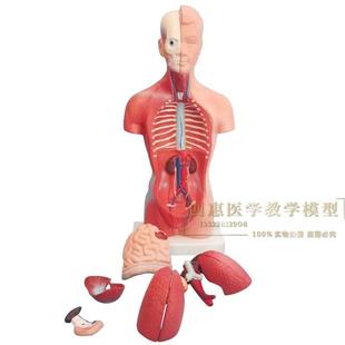 85CM豪华型无性躯干模型人体身体内脏器官分布结构解剖模型20部件