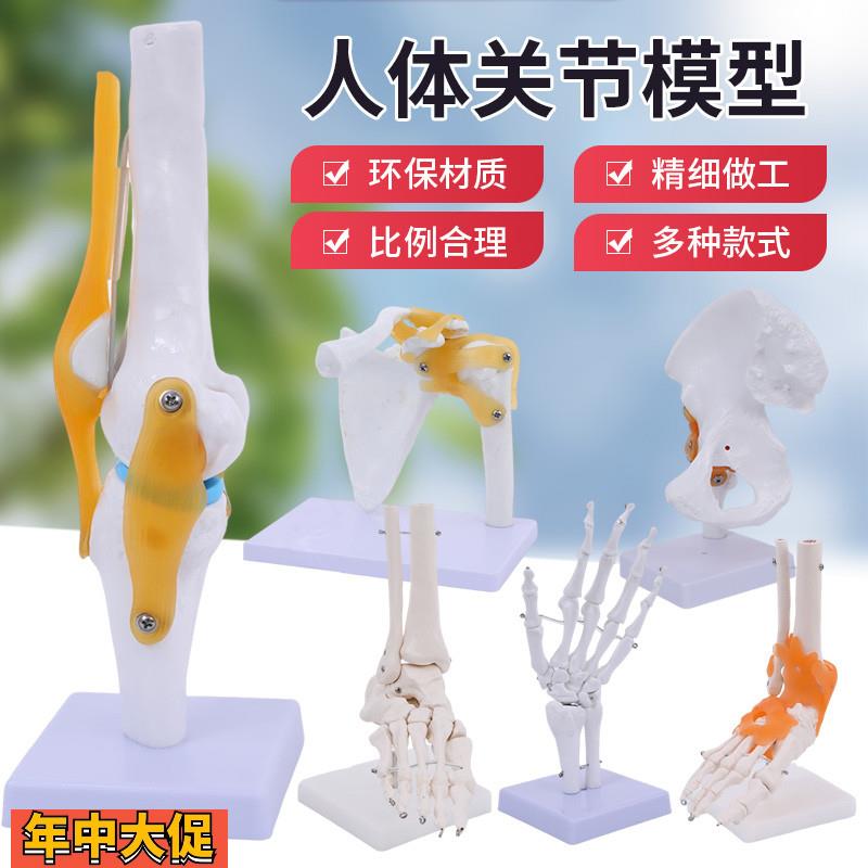 人体关节模型骨骼手肘腕脚踝骨肩膝关节髋骨科附韧带医学教学教具