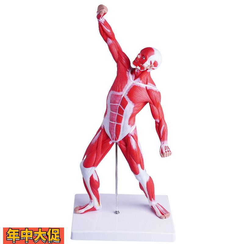 人体全身肌肉模型美术艺术模特医学彩色运动结构50CM肌肉人解剖