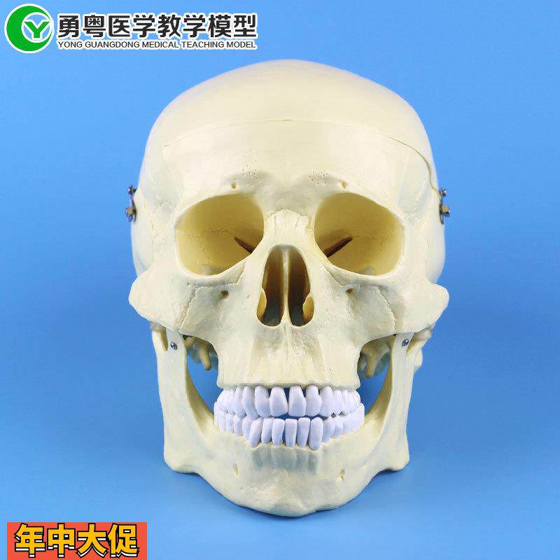骷髅头骨标本仿真头骨一比一模型人体骨骼模型人头骨人体模型
