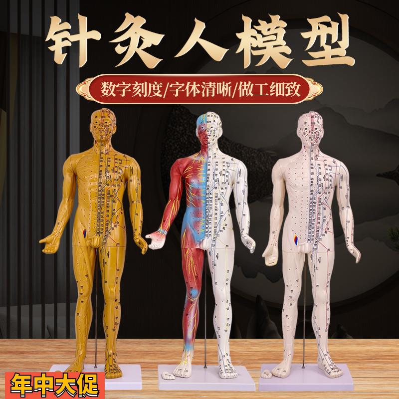 80cm超清晰经络通针灸铜人人体穴位模型中医针灸人体模型经外穴