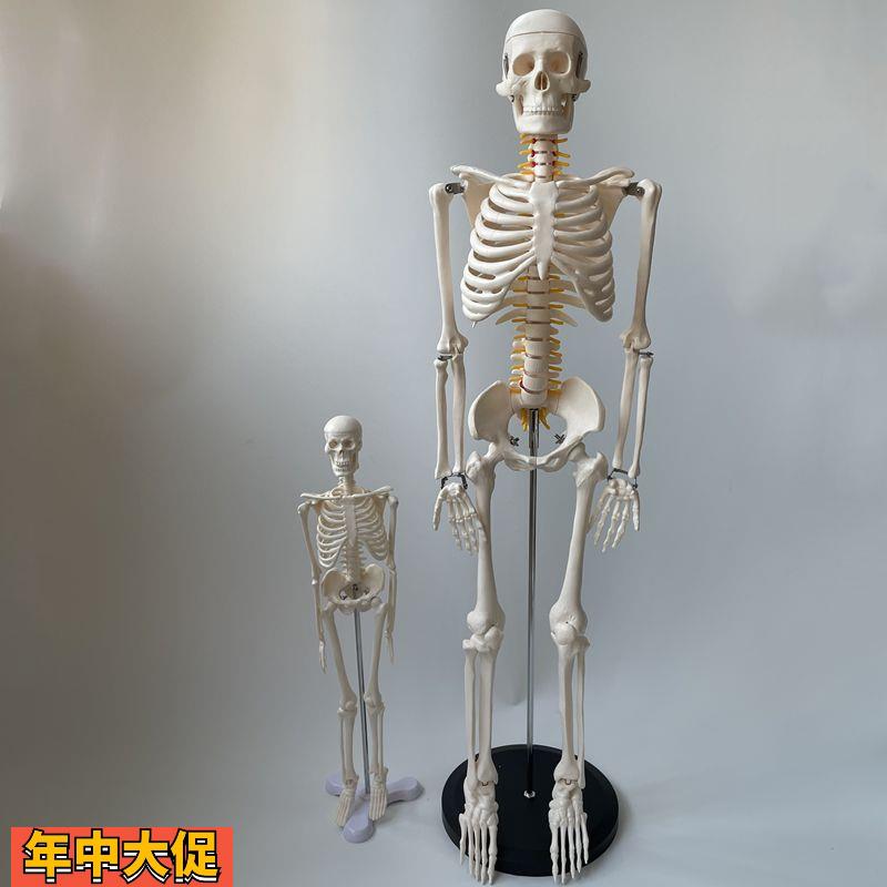 85厘米高人体骨骼模型小白模特四肢关节头颅骨脊柱骨盆仿真携带式