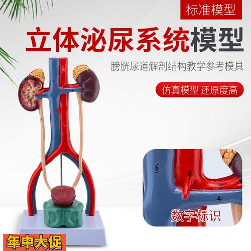 立体人体泌尿系统模型输尿管膀胱尿道模型肾脏解剖模型医学