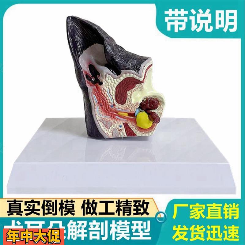 犬耳朵模型真实倒模狗耳朵结构虫子叮咬病变兽医宠物医生用标本动