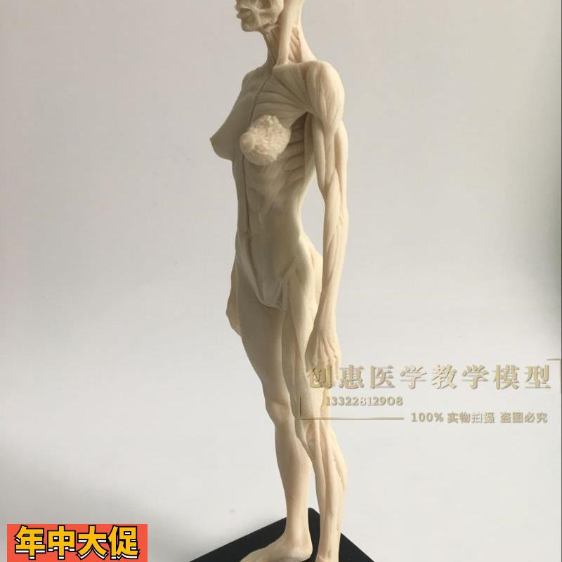 30cm医用雕塑绘画CG参考头骨结构白胚人体肌肉骨骼解剖模型美术