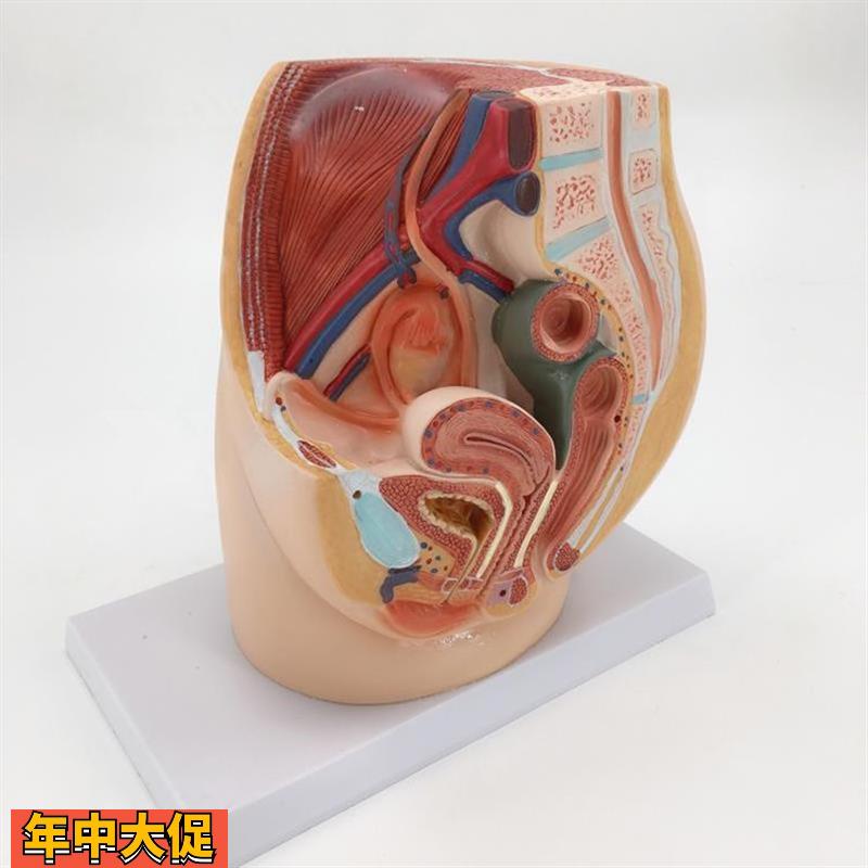 康泰模型女盆腔盆底肌腹腔内脏泌尿生殖系统妇科家政培训产康修复