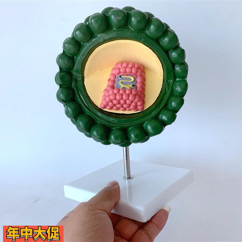 艾滋病病毒结构模型教学模型医学教具细菌病毒模型