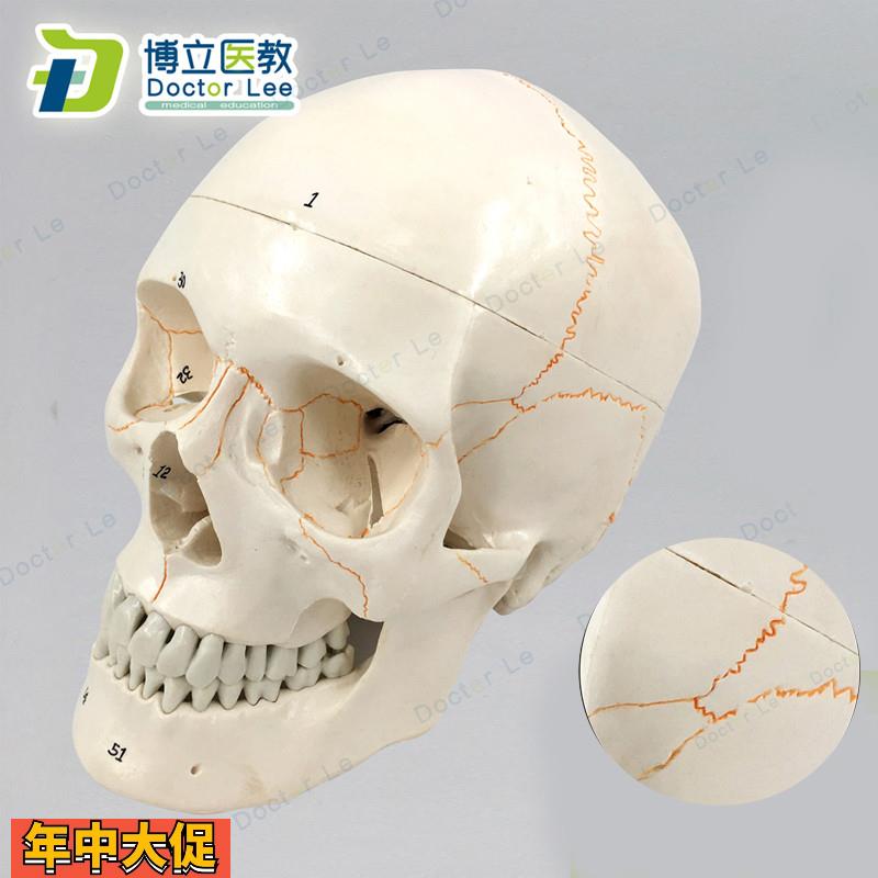 艺用美术医用正骨头骨模型头颅骨模型头骨解剖模型头骨骨缝线模型