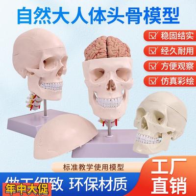 成人11医学仿真人体头骨模型头颅骨解剖白色头骨带颈椎脑解剖
