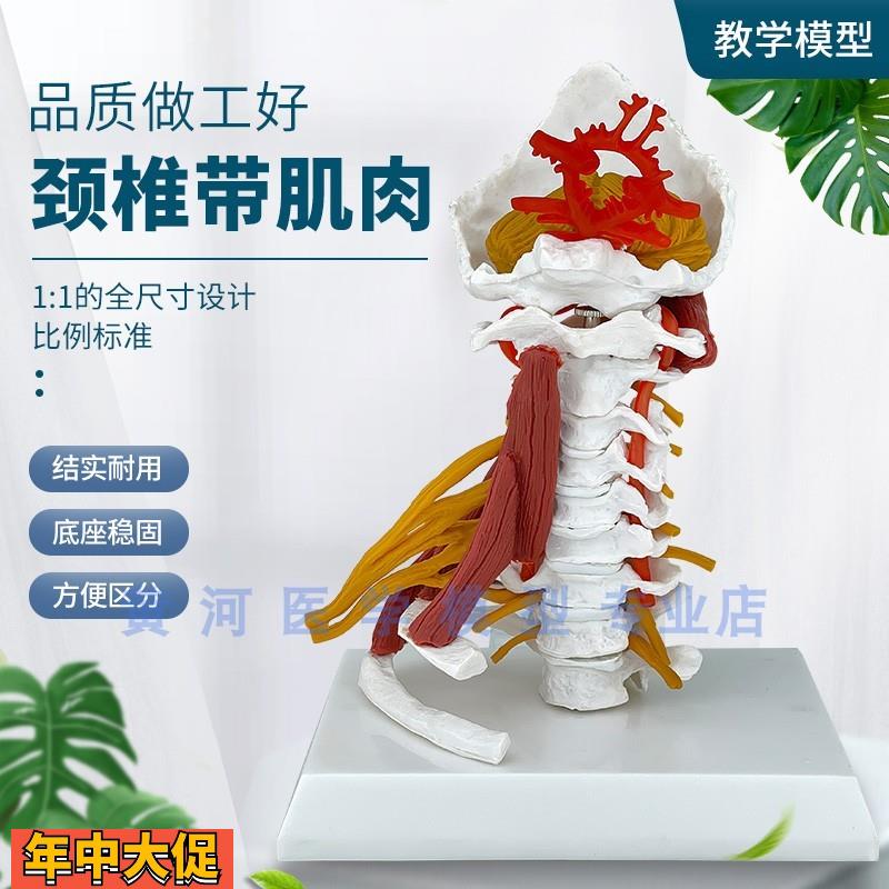仿真医学人体颈椎模型颈椎肌肉神经模型骨骼标本教学教具