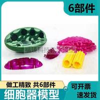 細(xì)胞器模型e葉綠體高爾基中心體線粒體基粒細(xì)胞膜放大生物科教儀