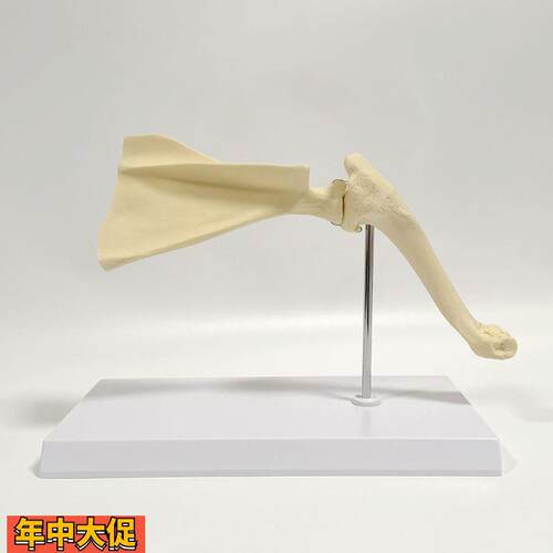 狗骨骼模型肩胛骨肘关节前后四肢膝关节髌骨髋关节腰椎股骨兽医药