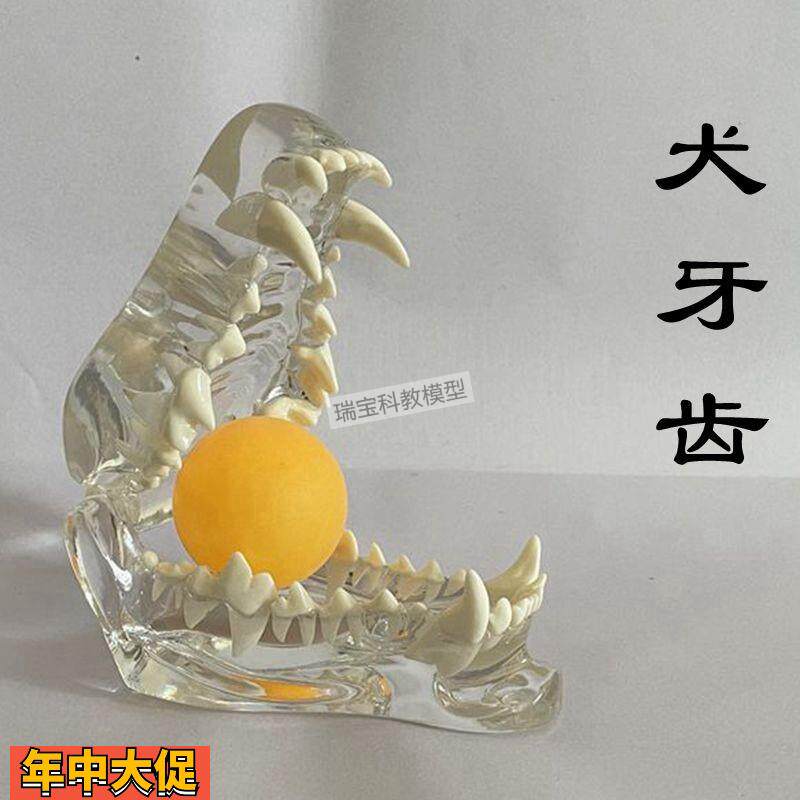 狗狗牙齿模型真实倒模透明犬牙仿真工艺腭头骨动物兽医宠物店摆件