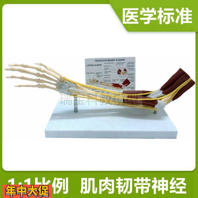 上肢骨骼关节肌肉模型肘关节神经手骨肌腱韧带康复医用人体肩关节