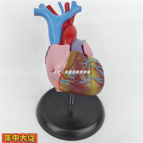 人体自然大1:1心脏解剖模型可拆卸器官内脏B超彩超医学用玩具教学