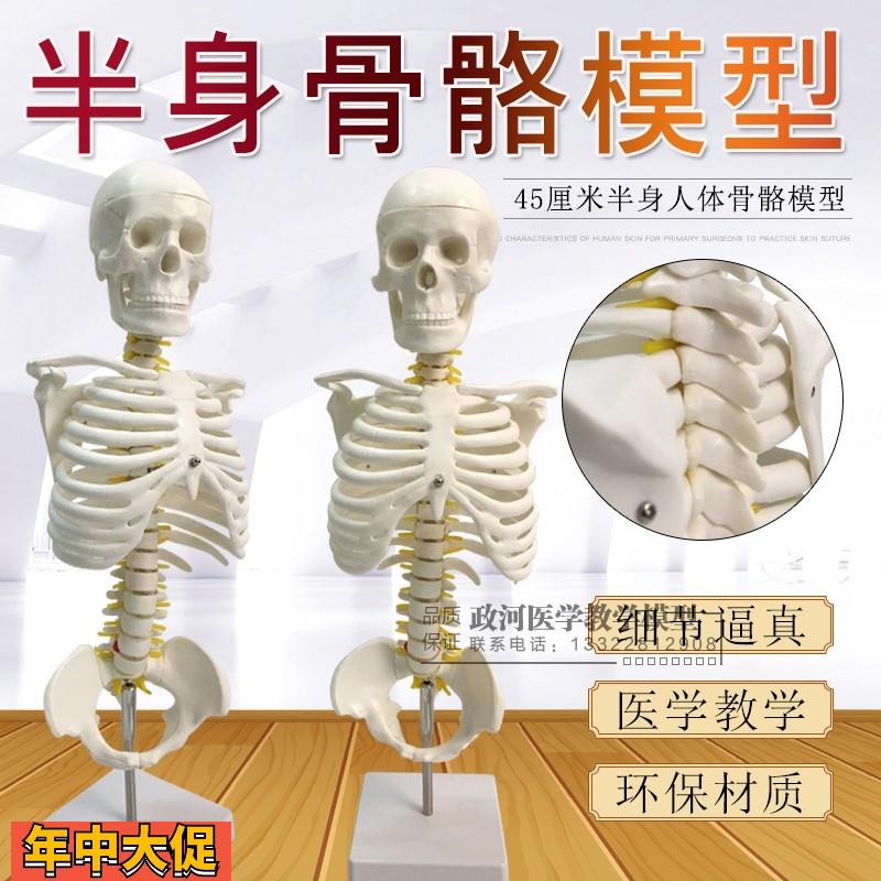 45cm比例半身人体骨骼模型医用教学模型有支架骨骼模型脊椎模型