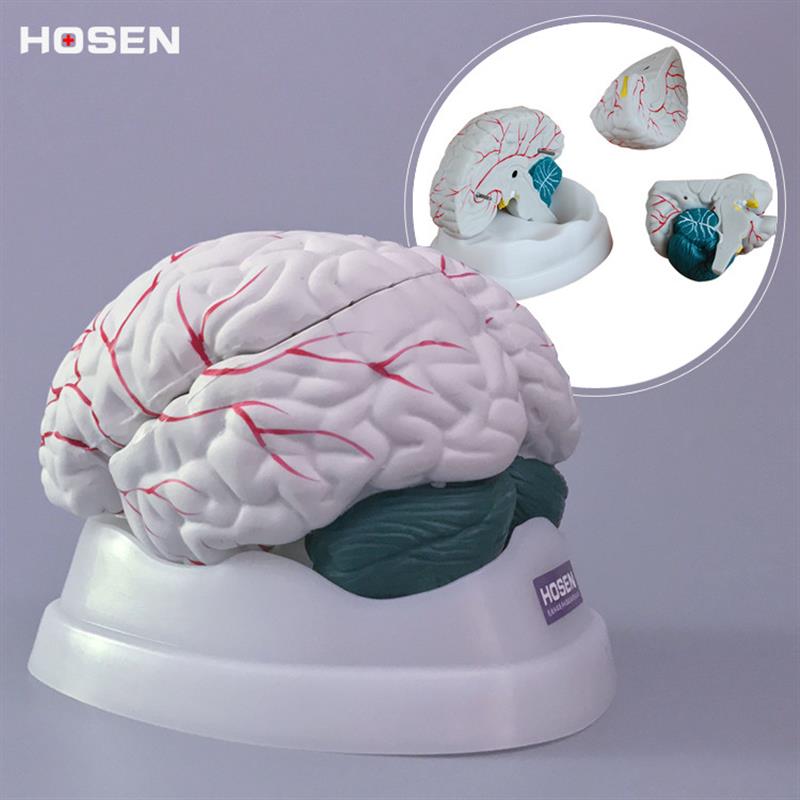 大脑模型人体脑部结构可拆解剖脑干小脑器官医学教学模具教具玩具