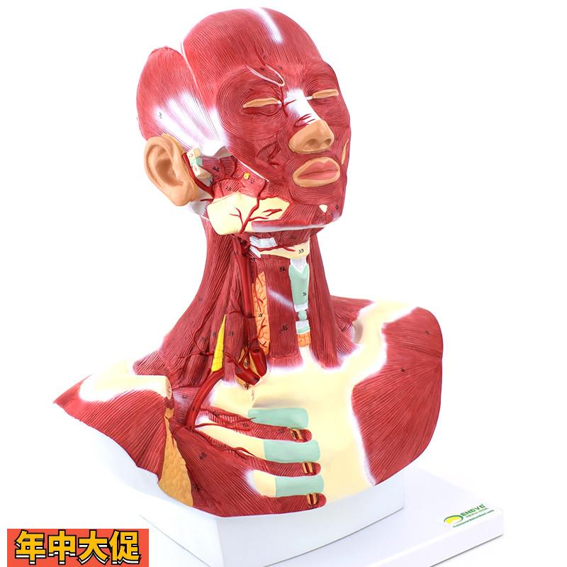 ENOVO颐诺人体头面部肌肉解剖头颈胸模型艺用面部肌肉美术微整头