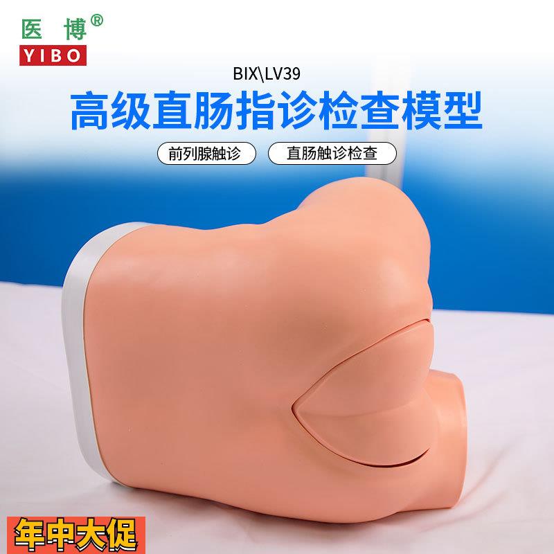 医博BIX-LV39高级直肠指诊检查模型前列腺肛门息肉检查模型