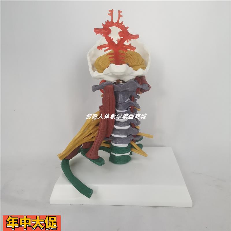 人体一比一颈椎带彩色区分肌肉神经椎间盘模型医用教具推拿按摩