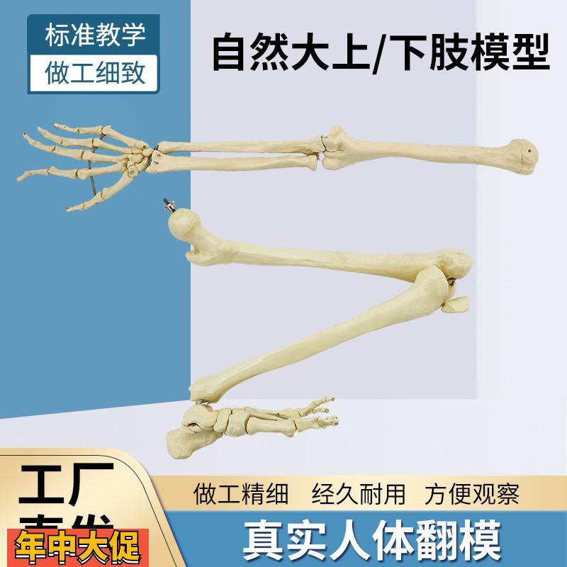 自然大人体上肢下肢骨骼模型成人手臂肱骨尺桡骨1比1手骨手掌脚骨,玩具/童车/益智/积木/模型,其他模型玩具,淘宝优惠券,粉丝福利购,淘宝优惠卷