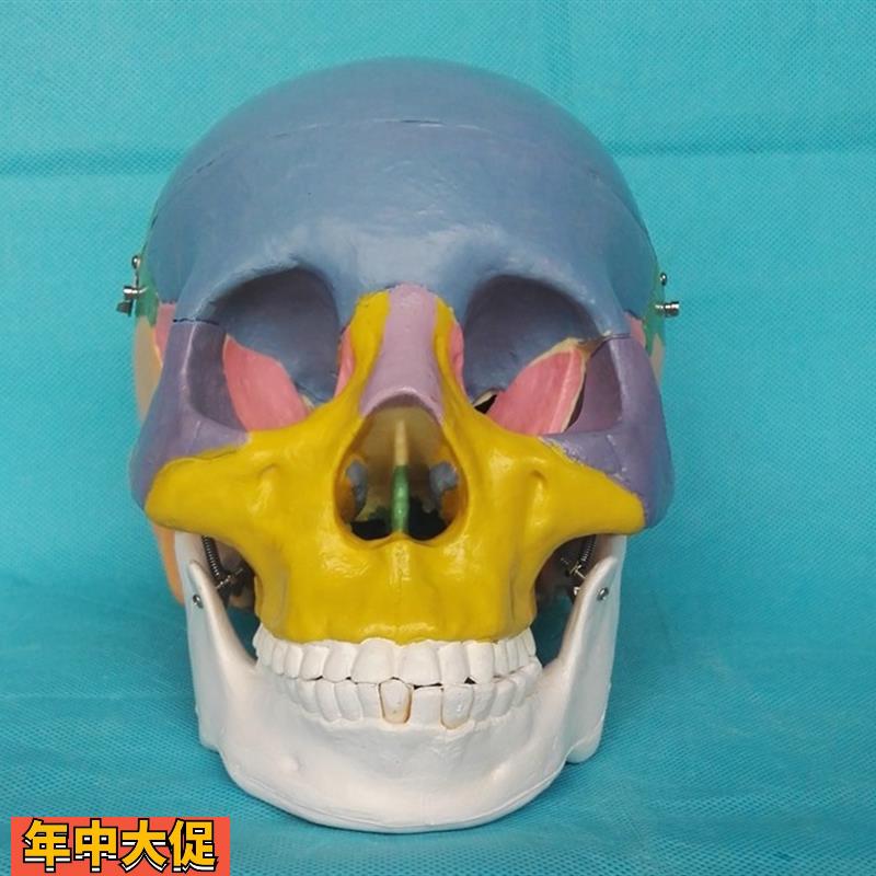 包邮成人1:1分色头骨模型骷髅头骨骼骨架模型医用教学模型
