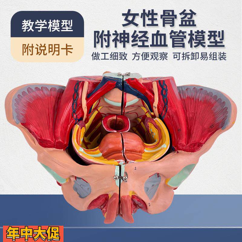 女性人体骨盆附生殖器官血管神经肌肉解剖分娩演示教学盆底肌模型