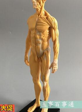 30cm艺用人体模型肌肉骨骼解剖人体结构美术模型CG绘画雕塑黄色