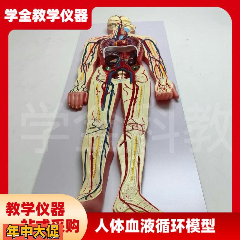 医学仿真人体血液循环系统模型心脏外科动脉静脉神经血管解剖教具
