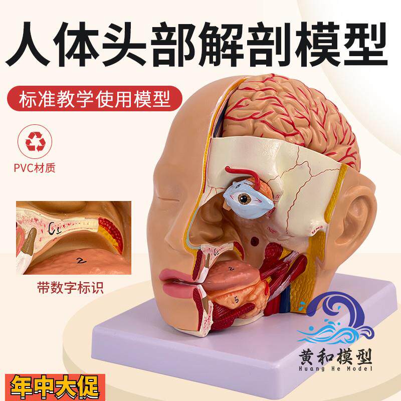 人体头部解剖模型附脑模型4部件医院教学人体头部附大脑动脉模型